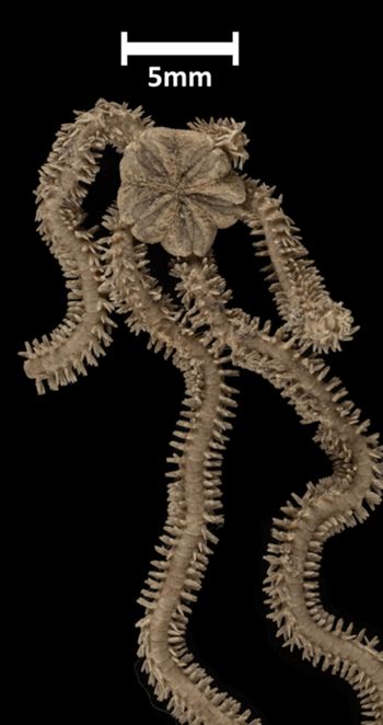 Media type: image;   Invertebrate Zoology OPH-1338 Description: Top of brittle star with a view of the disc.;  Aspect: dorsal